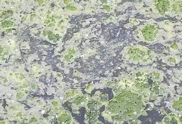 盐城市响水县陈家港镇一养殖场涉嫌偷排污水 农田沟渠遭严重污染