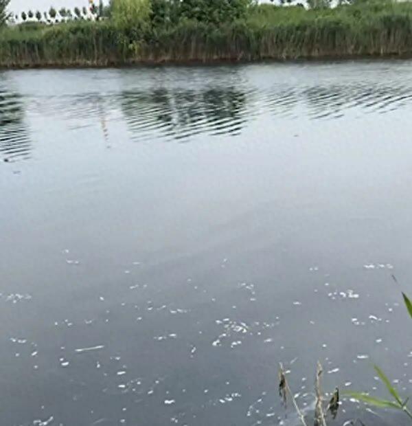 “山东一河道现9.4公里黑臭污染带，河水漆黑如墨、大量死鱼臭蚌”，当地通报：食品加工污水部分外溢，已制定污水治理整体方案